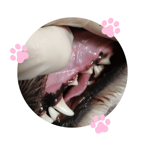 Dentálna hygiena