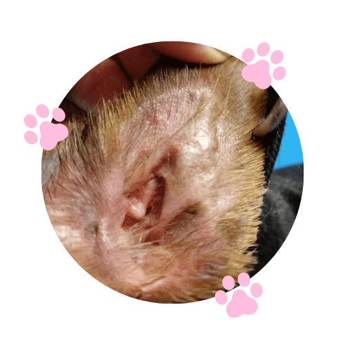 Starostlivosť o oči a uši